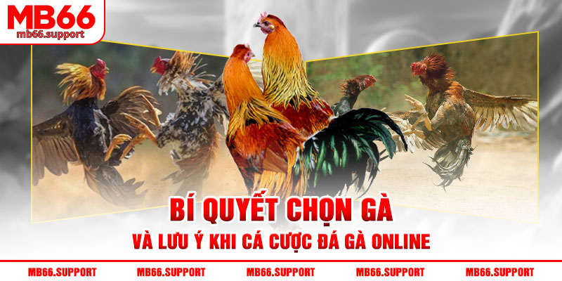 Bí quyết chọn gà và lưu ý khi cá cược đá gà online