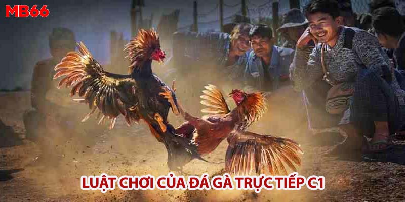 Luật chơi của đá gà trực tiếp C1 