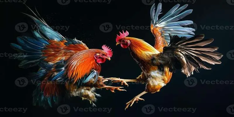 Đá Gà MB66 – Chiêm Ngưỡng Màn Tung Đòn Đặc Sắc, Ấn Tượng