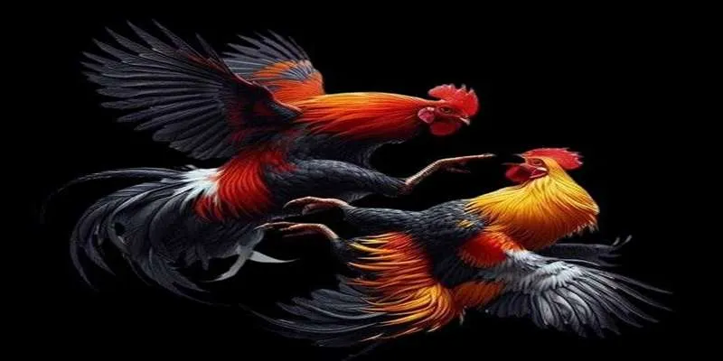 Những thể loại đá gà phong phú tại MB66